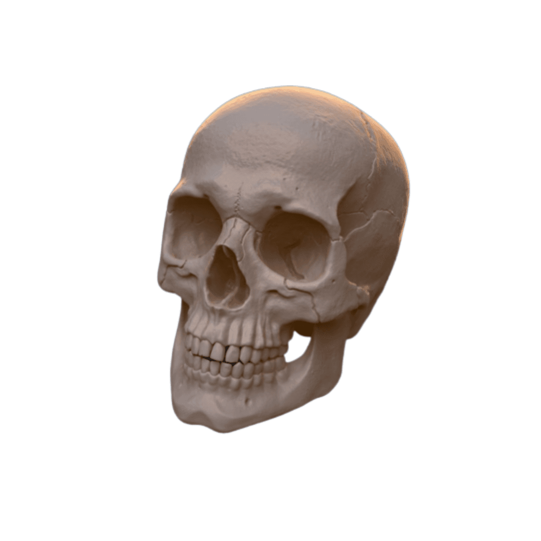 Prototyping & Anatomical Models